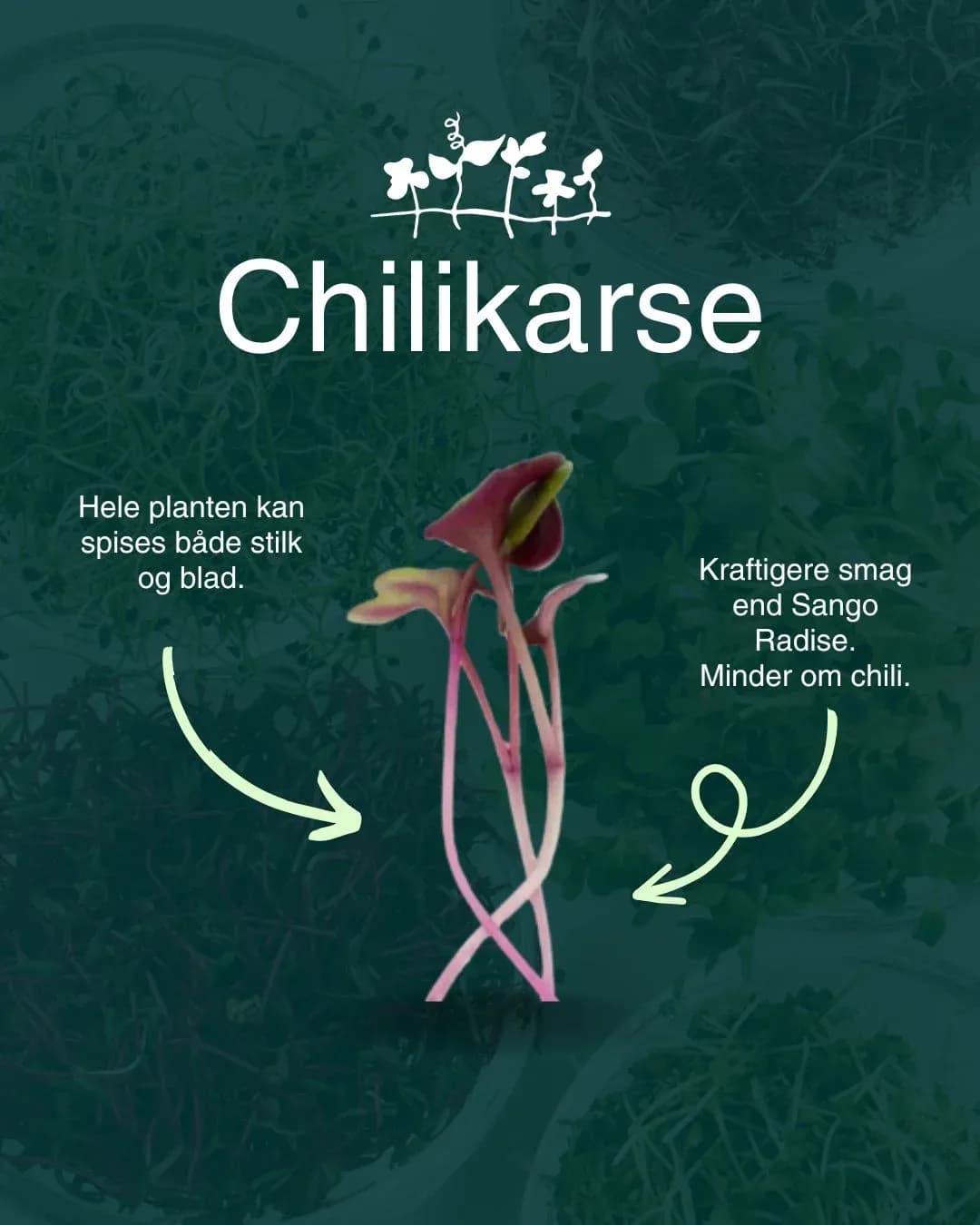 Introducerer Chilikarse: Det nyeste produkt til din foodservice