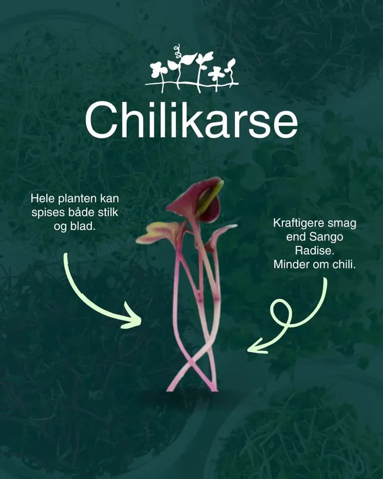 Introducerer Chilikarse: Det nyeste produkt til din foodservice