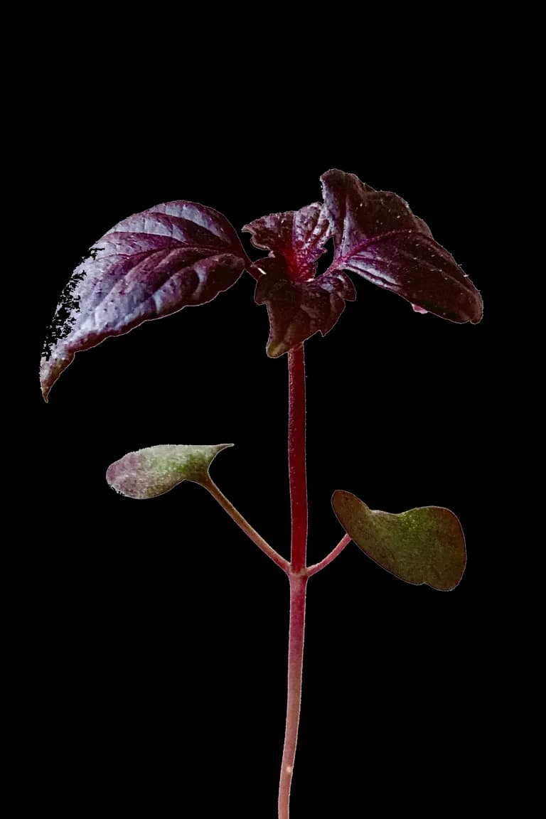 Rød Shiso