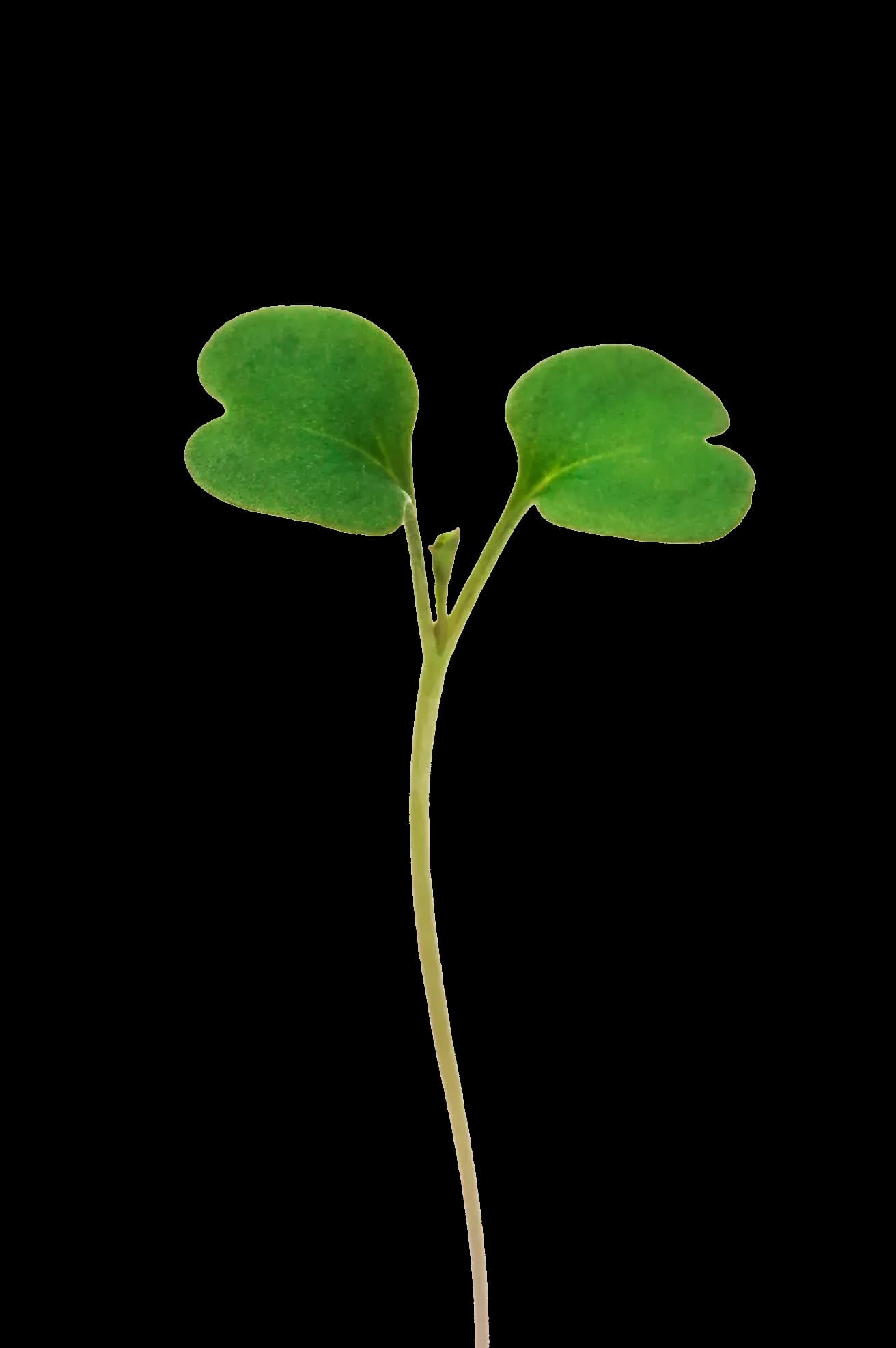 Rucola
