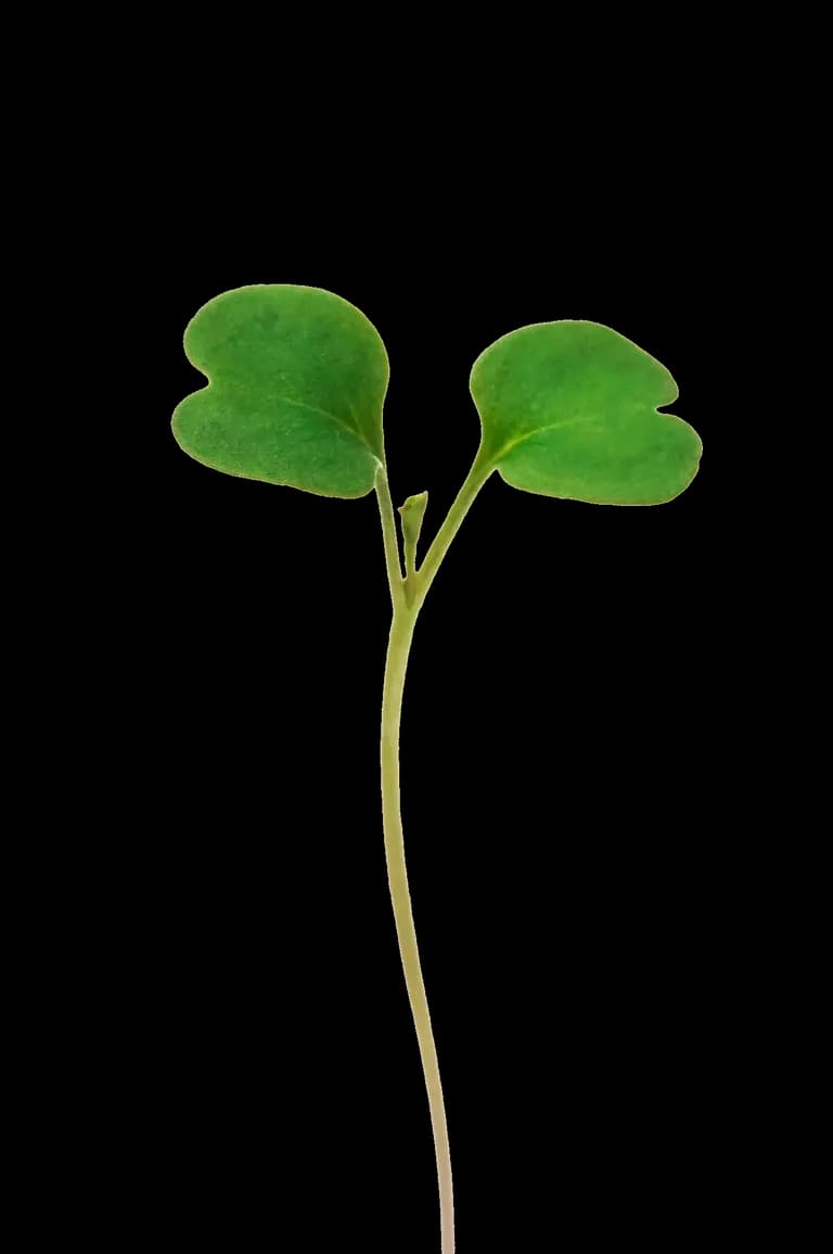 Rucola
