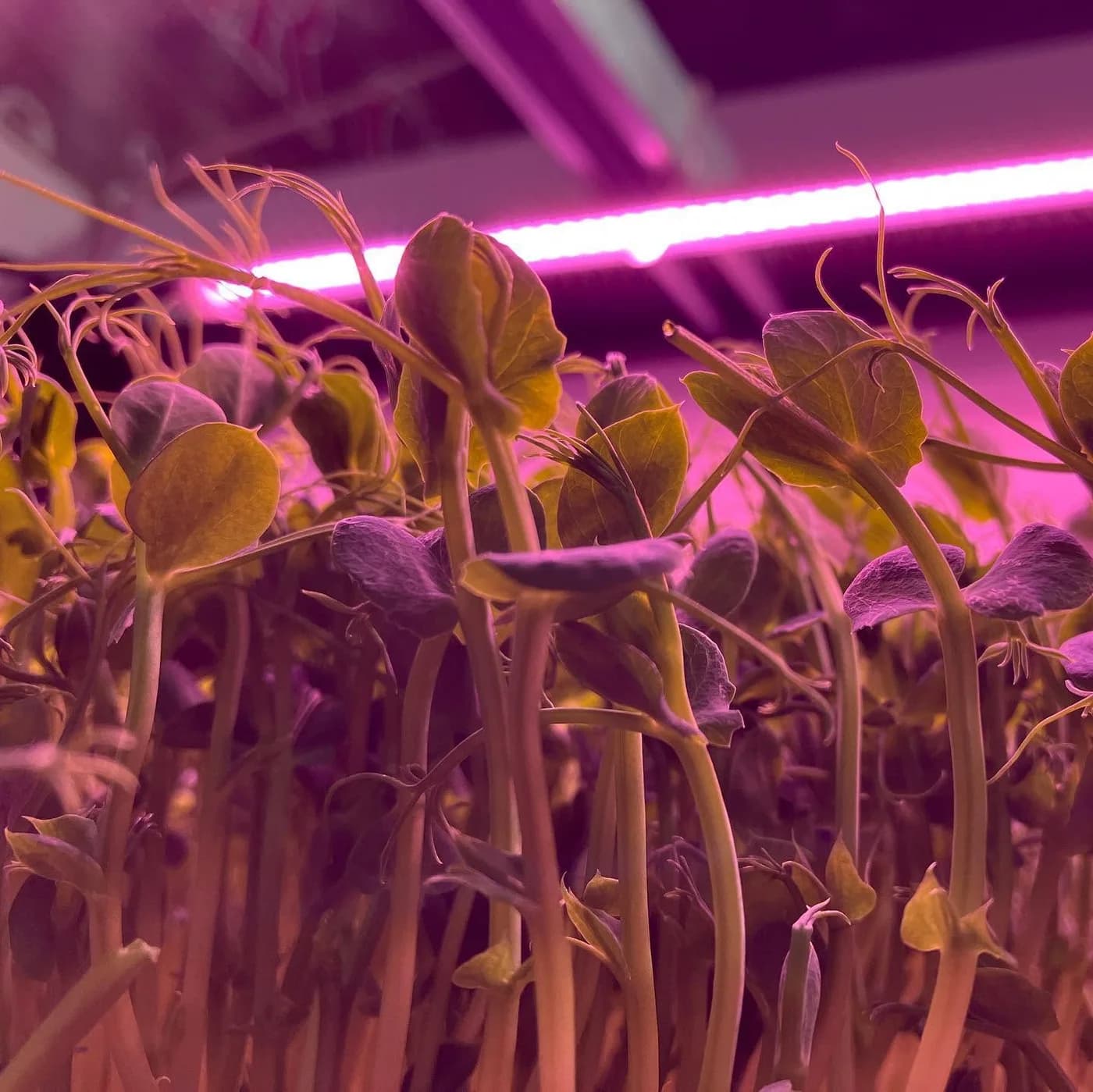 Microgreens growing under LED light in the closed climate chamber