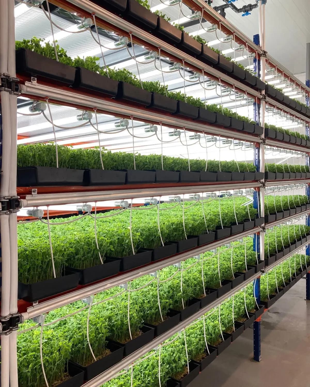 Inside Grow Up Farm in Ringsted